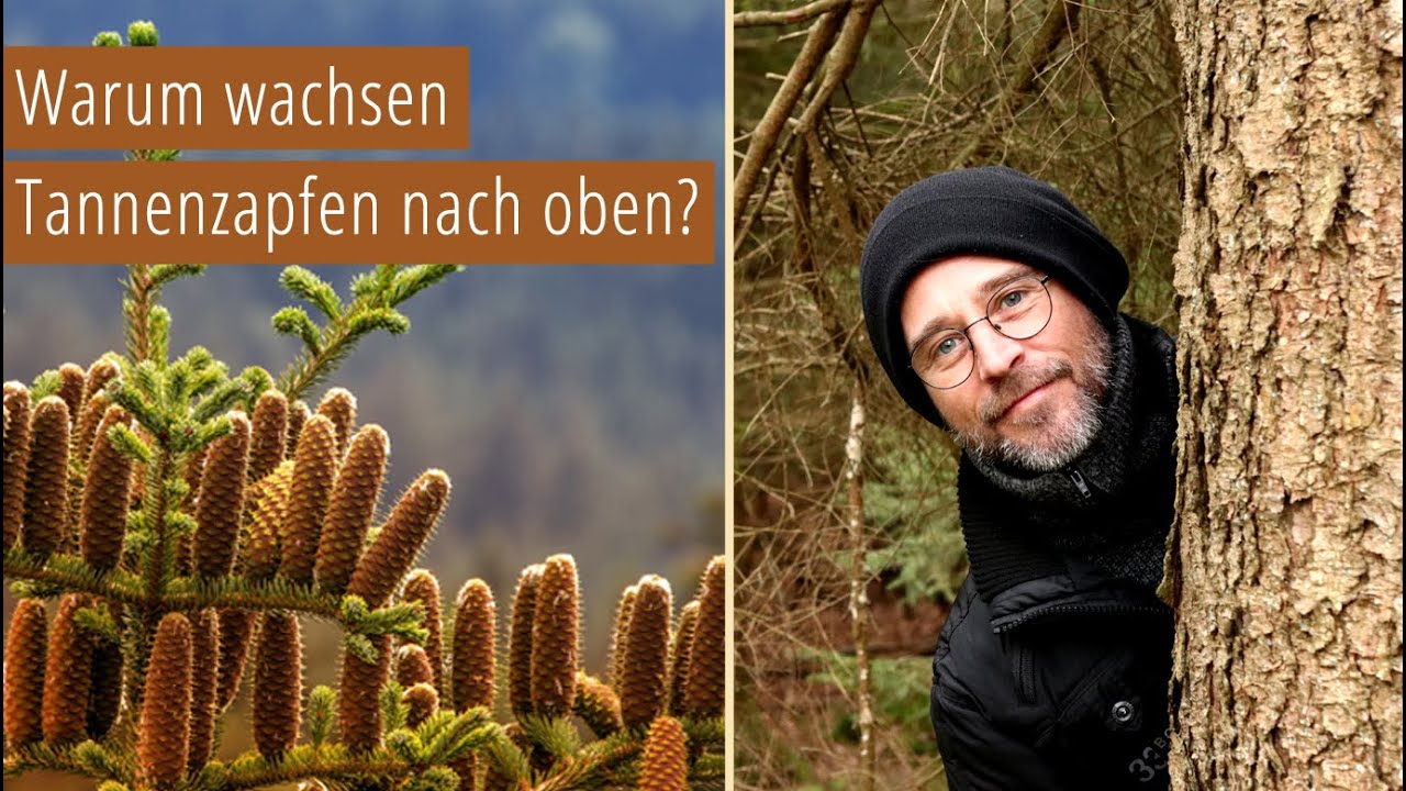 Warum wachsen Tannenzapfen nach oben?