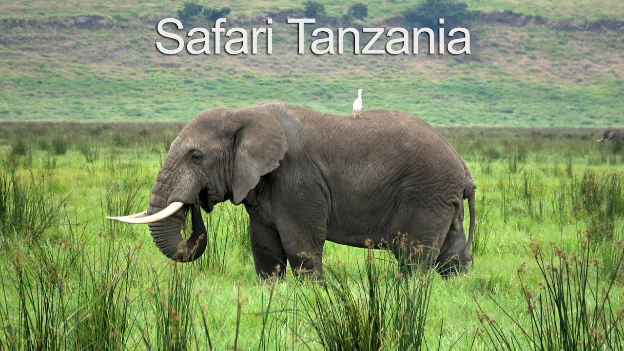 TANZANIA SAFARI