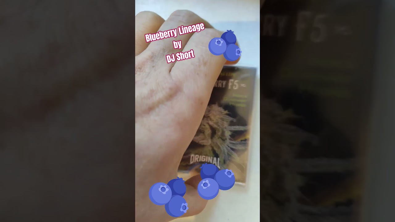Blueberry F5 & Flo F5 by DJ Short #420 #gardening #genetics seed collection