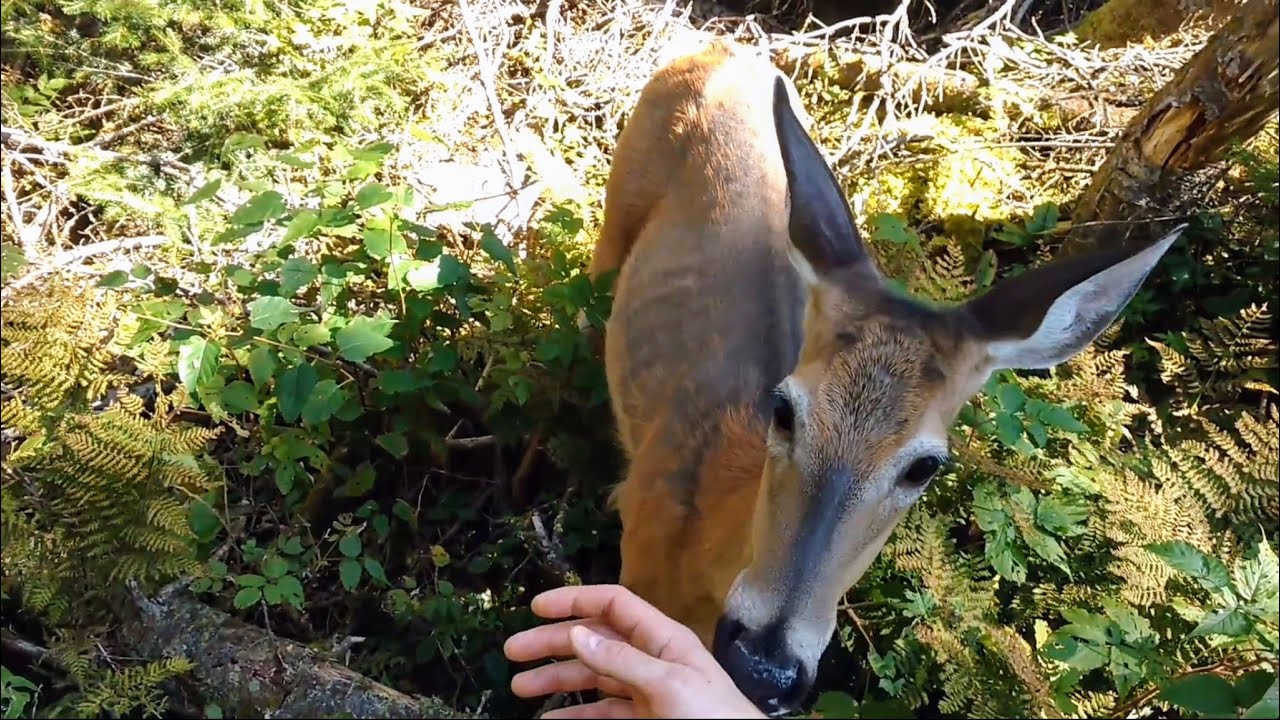 Close encounter with a wild deer! It licks me!