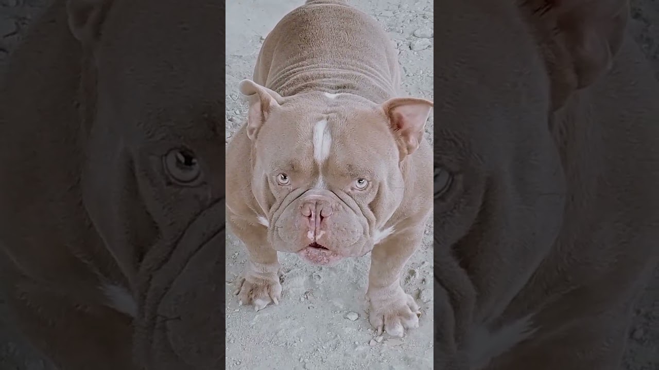 Lets play with Handsome Borgz 🐕 😂 