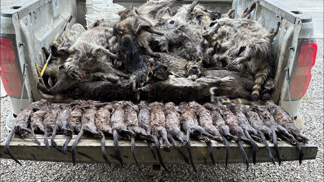 20 MINK DAY- Couple more checks of 2025 season