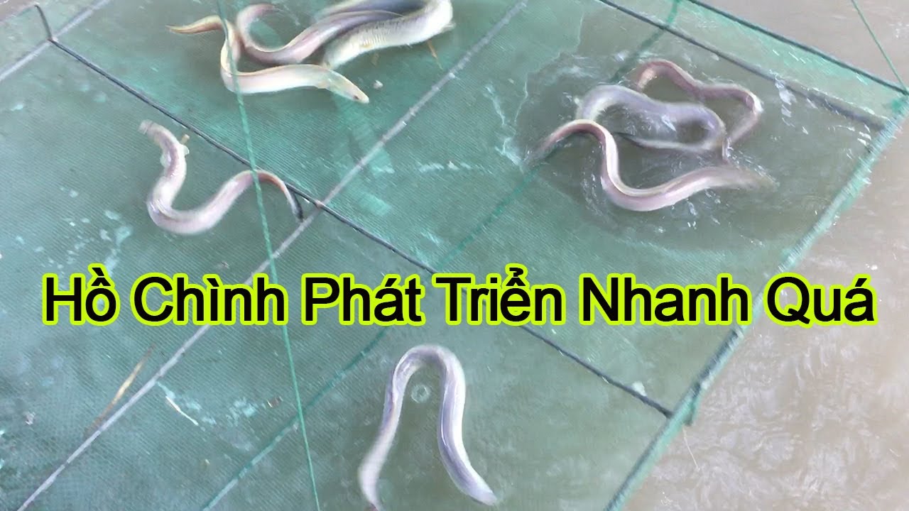 Công Việc Tại Trại Cá Chình Của Mình, Mẹo Nhỏ Giúp Mọi Người Nuôi Cá Thành Công | Trại Cá Phú Yên
