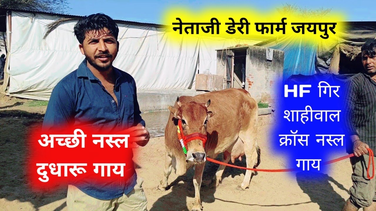 दुधारू गायों की लाइव मेला जयपुर   | हटवाड़ा Cow Market Today हटवाड़ा जयपुर नेताजी डेरी फार्म
