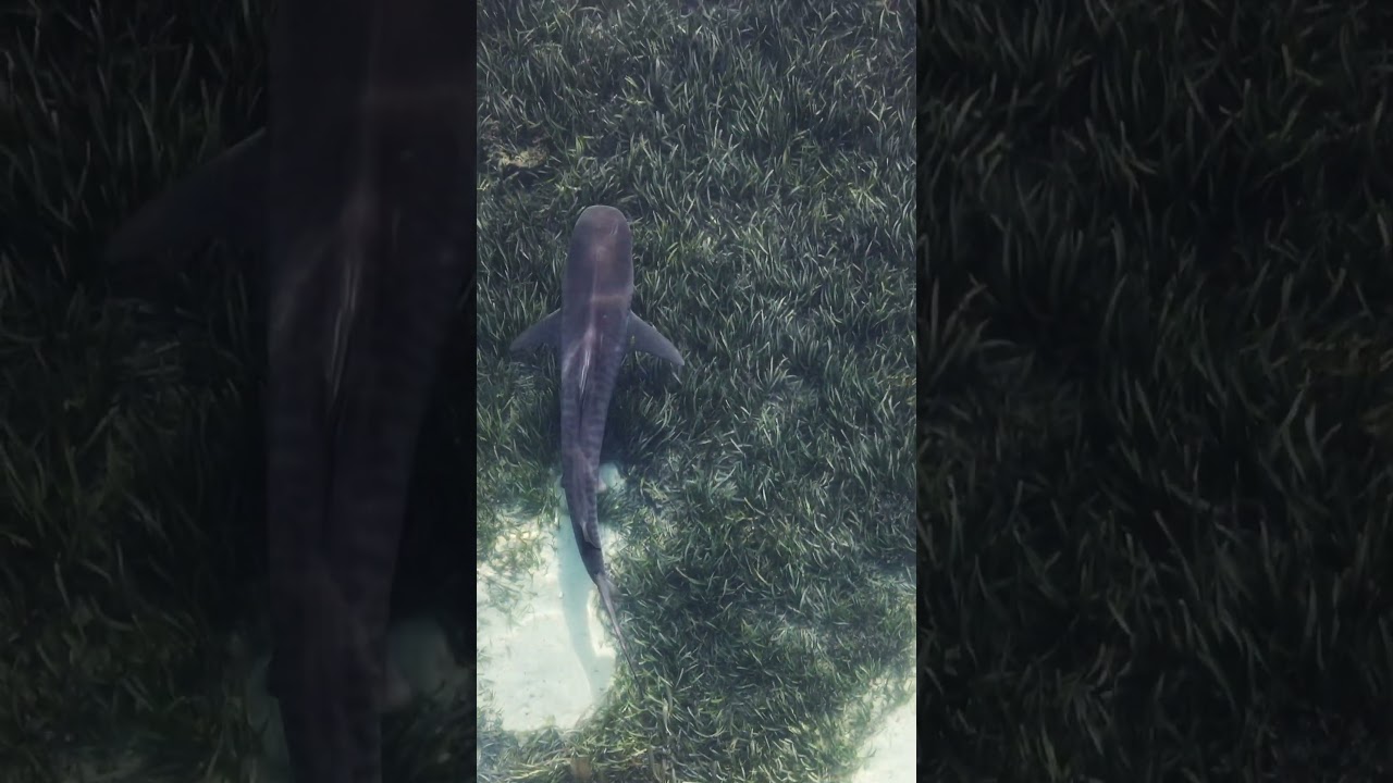 A tiger shark cruising over the 2nd largest sea grass meadow in the world, Shark Bay, Australia