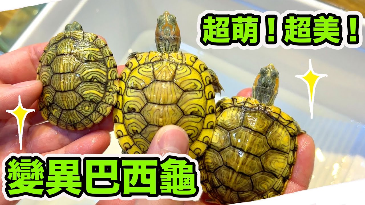 全世界最多人飼養的烏龜~巴西龜!竟然有這麼多美麗變異基因!巴西龜的飼育方式你真的了解嗎? 跟著擾西一起來認識!