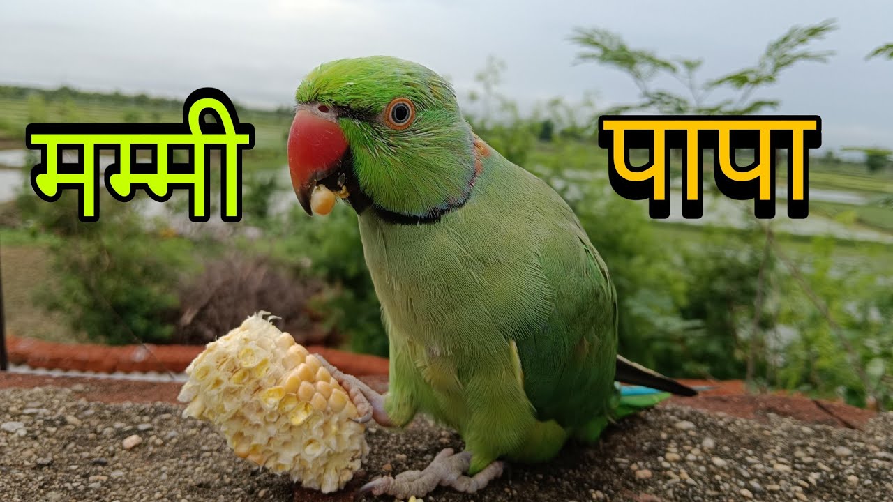 मम्मी बोलने वाला मिट्ठू 🥰ये तोता तो मम्मी पापा बोलता है 🤔Talking parrot in hindi mummy😱parrot video🦜