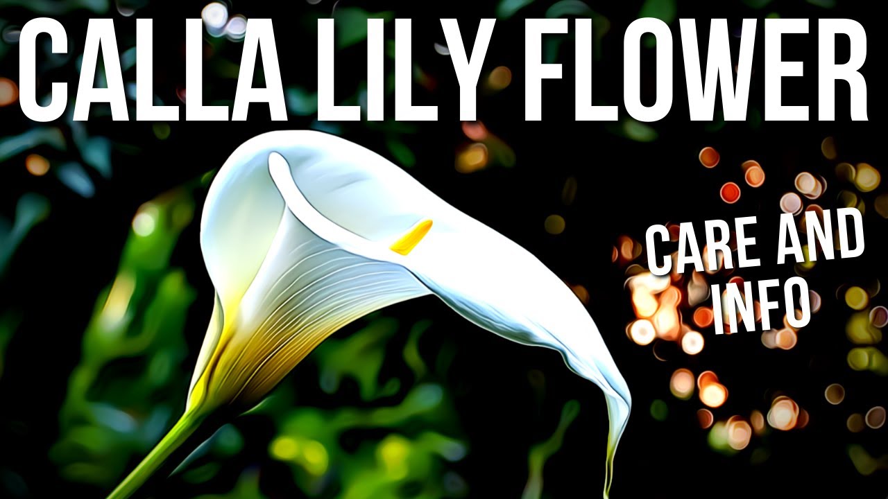 Calla Lilies Care And Info | How To Grow And Care For Calla Lily Plant