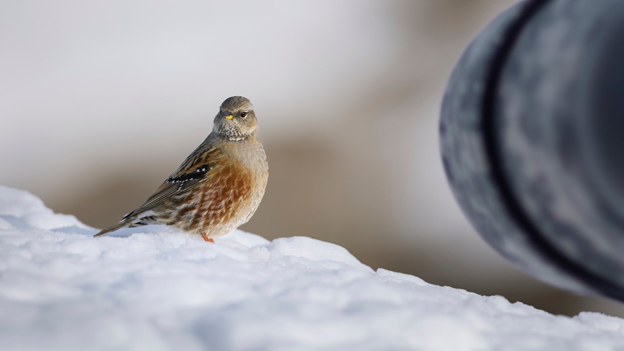 Alpenvögel im Schweizer Wallis
