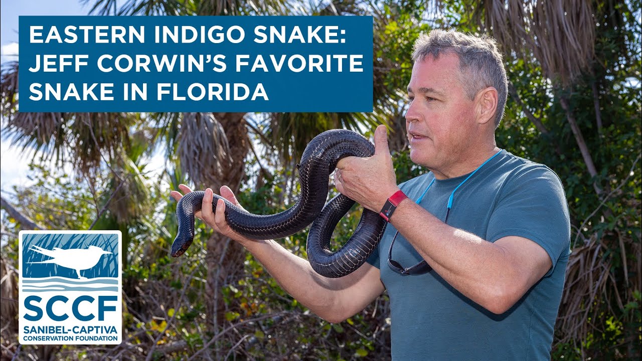 Jeff Corwin Introduces His Favorite Florida Snake