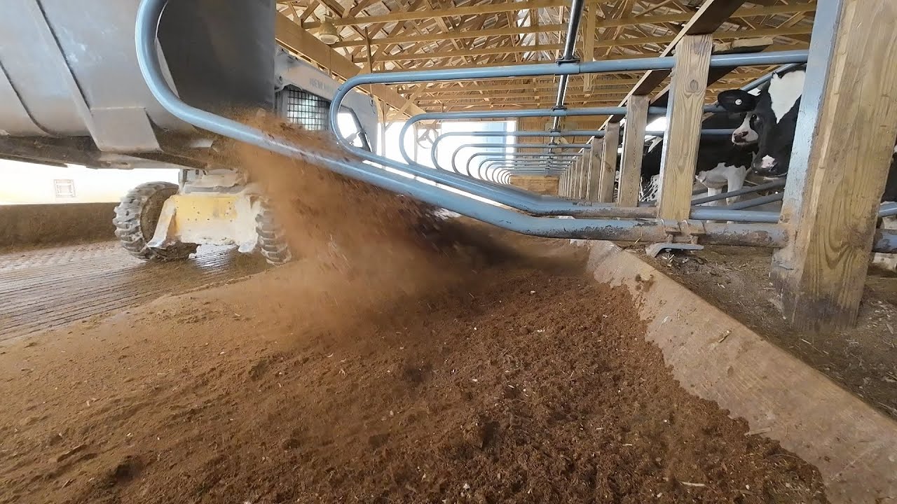 Recycled Bedding for Milking Cows - Resourceful move or foolishness?