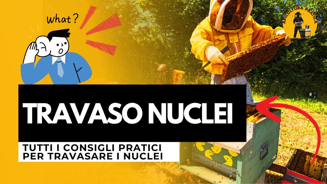 Travasare i Nuclei: Tecnica, Nutrizione e Problemi di Covata