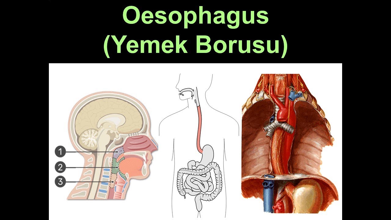 Oesophagus YAYDAR