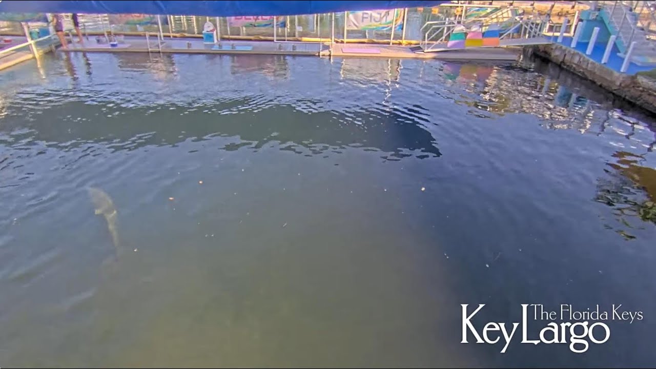 Dolphin Live WebCam - Key Largo, Florida Keys
