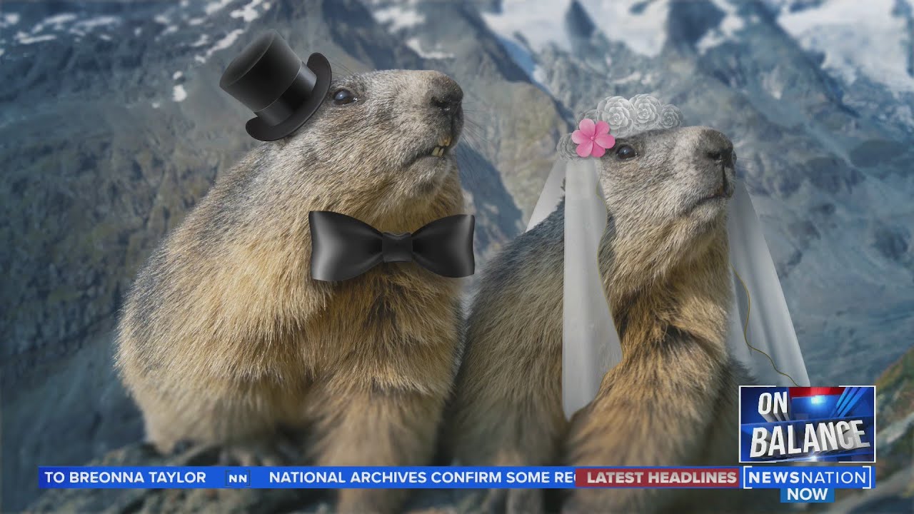 Leland defends Punxsutawney Phil ahead of Groundhog Day | On Balance with Leland Vittert