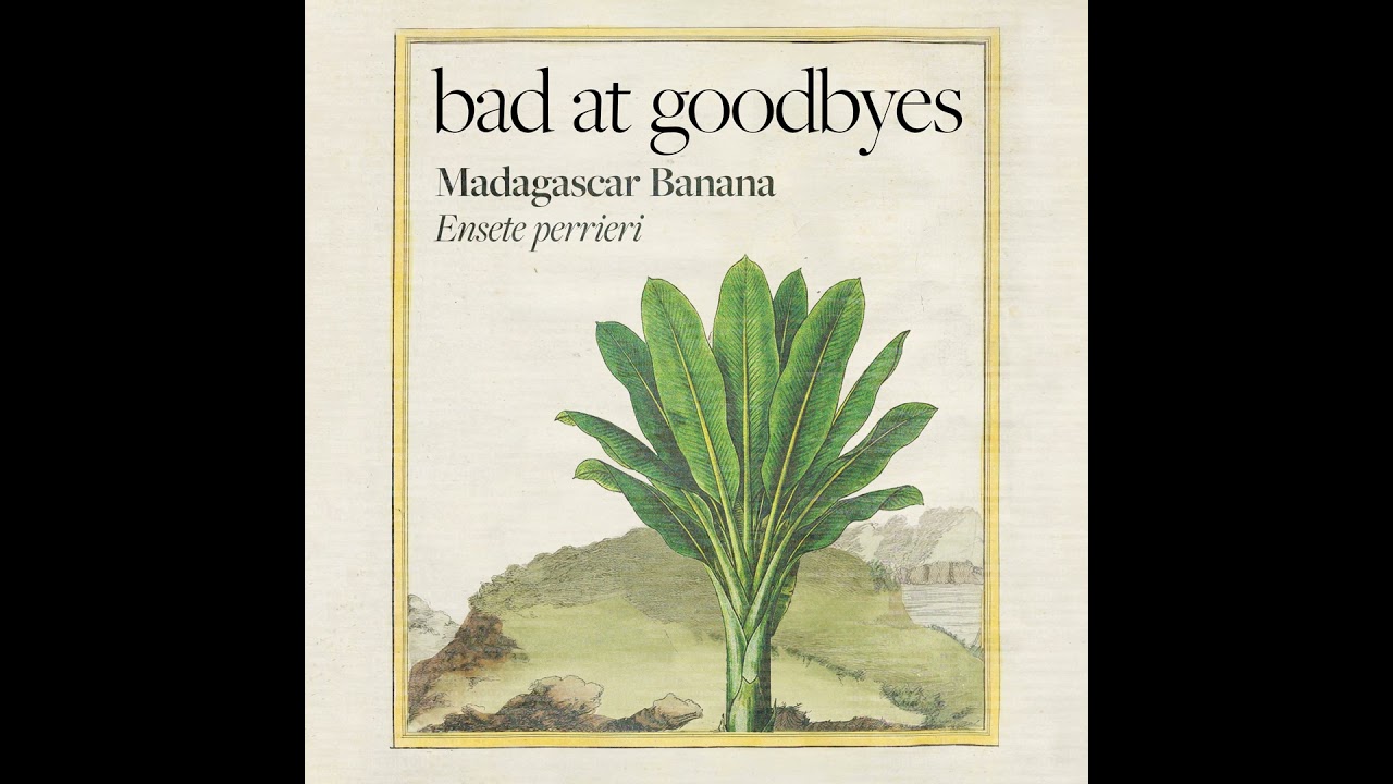 Madagascar Banana