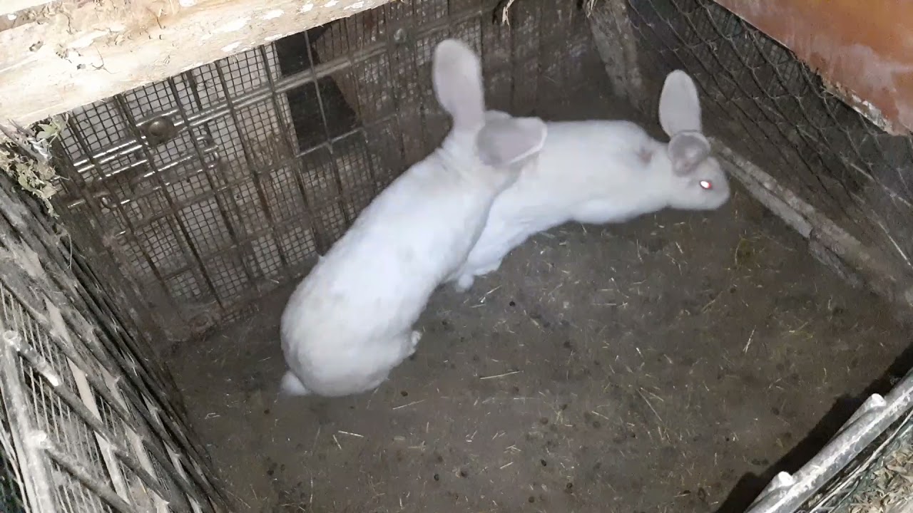 cum se caută dacă iepuroaica este în călduri, 3 monte și cum se taie unghiile la iepuri
