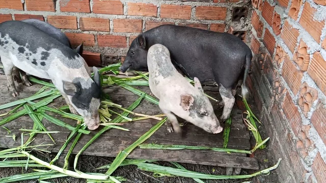 Raising piggy by eating the grass...