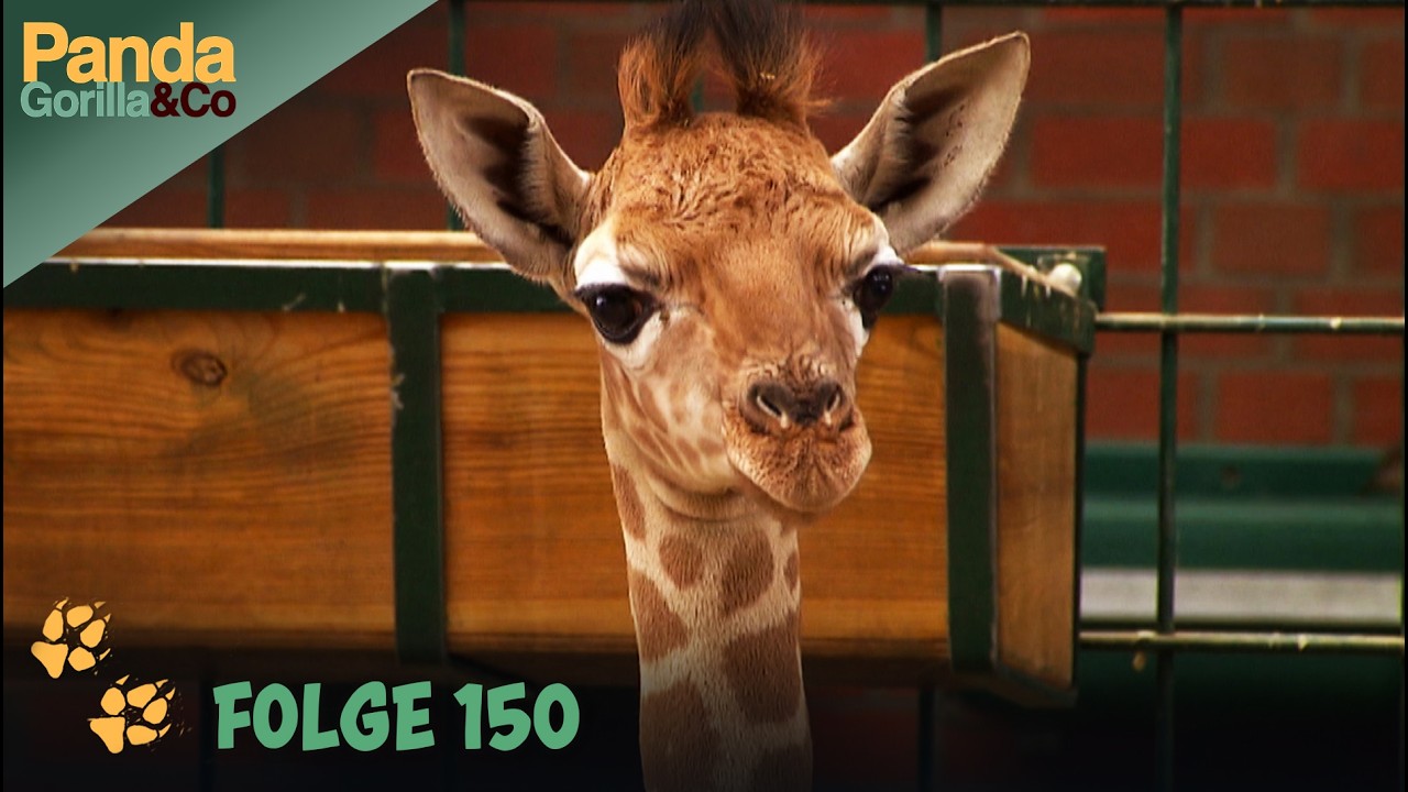 Giraffenkind Susi auf vorsichtigem Schnupperkurs im Zoo | Panda, Gorilla & Co.