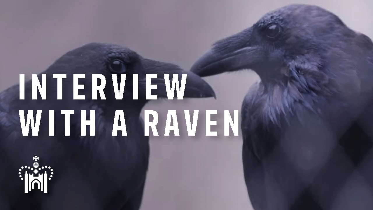 Interview with a Raven | The Tower of London