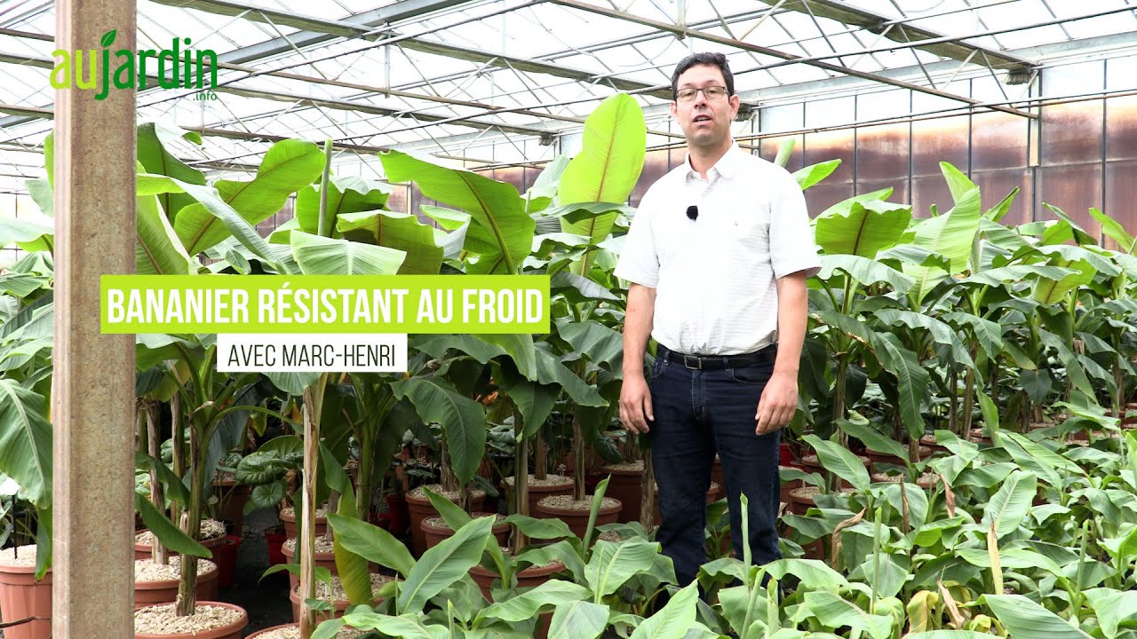 Des BANANIERS RÉSISTANTS au FROID aux BANANES COMESTIBLES !!!😃