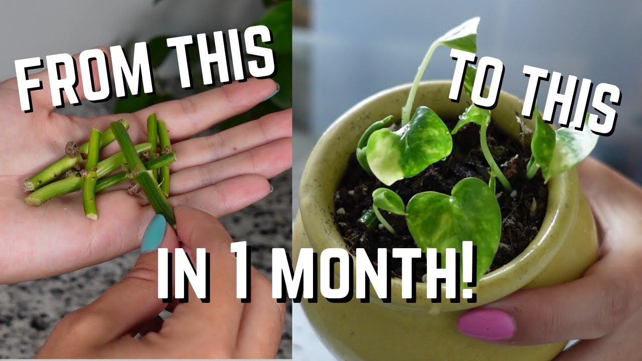 How to propagate leafless cuttings from Start to Finish! | Propagate Money Plant Houseplants EASY!