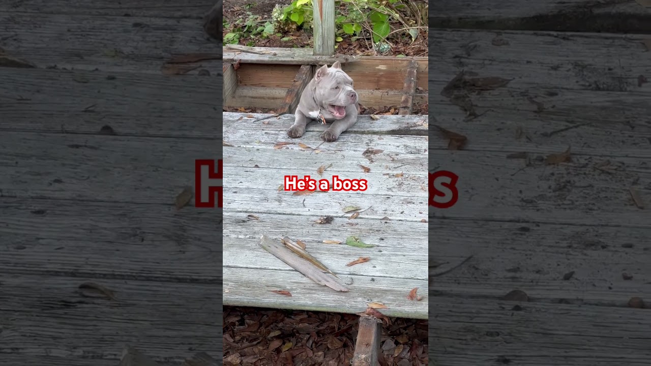#boss #boy #bully #micro #life #micro #help #demo #pitbull #baby #love #merle #happiness #shorts