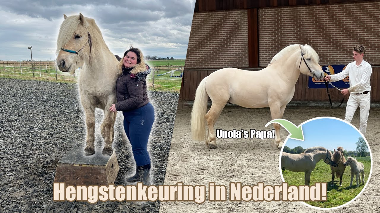 EINDELIJK op het BLOK + Fjorden Hengstenkeuring in Lunteren!