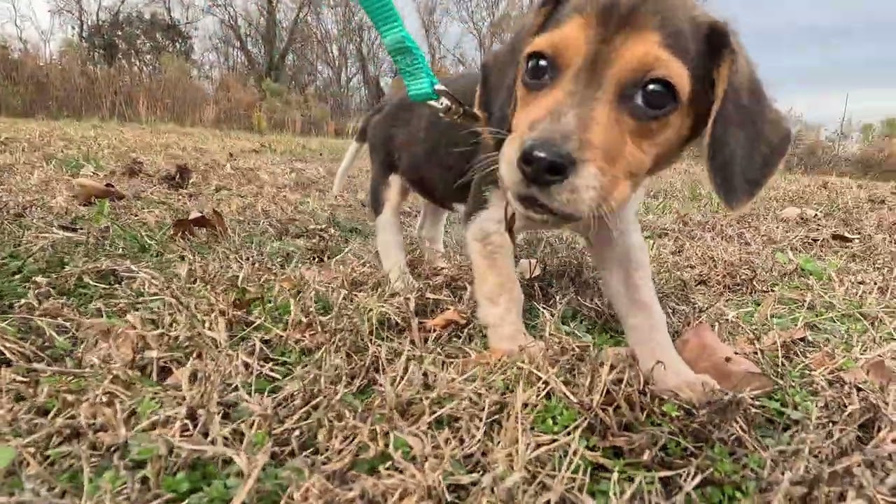 Millie's First Trip to the Field