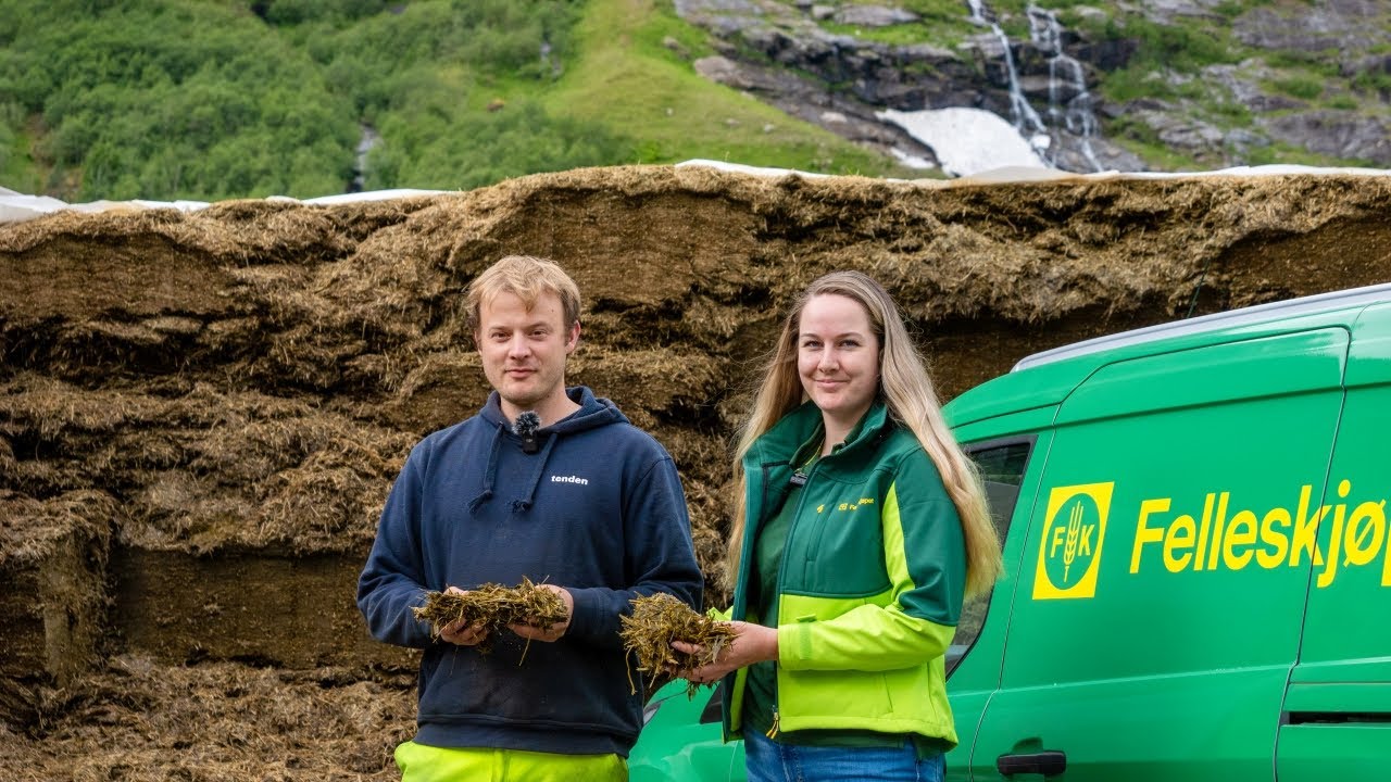 Mykje mjølk med godt snittarfôr