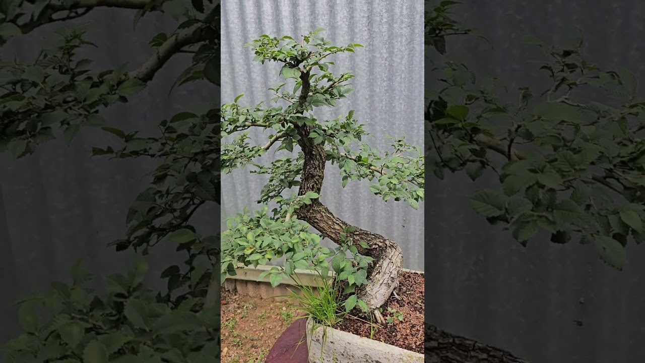 Вяз из Крыма, до и после обрезки #вяз #крым #бонсай #bonsai #сад