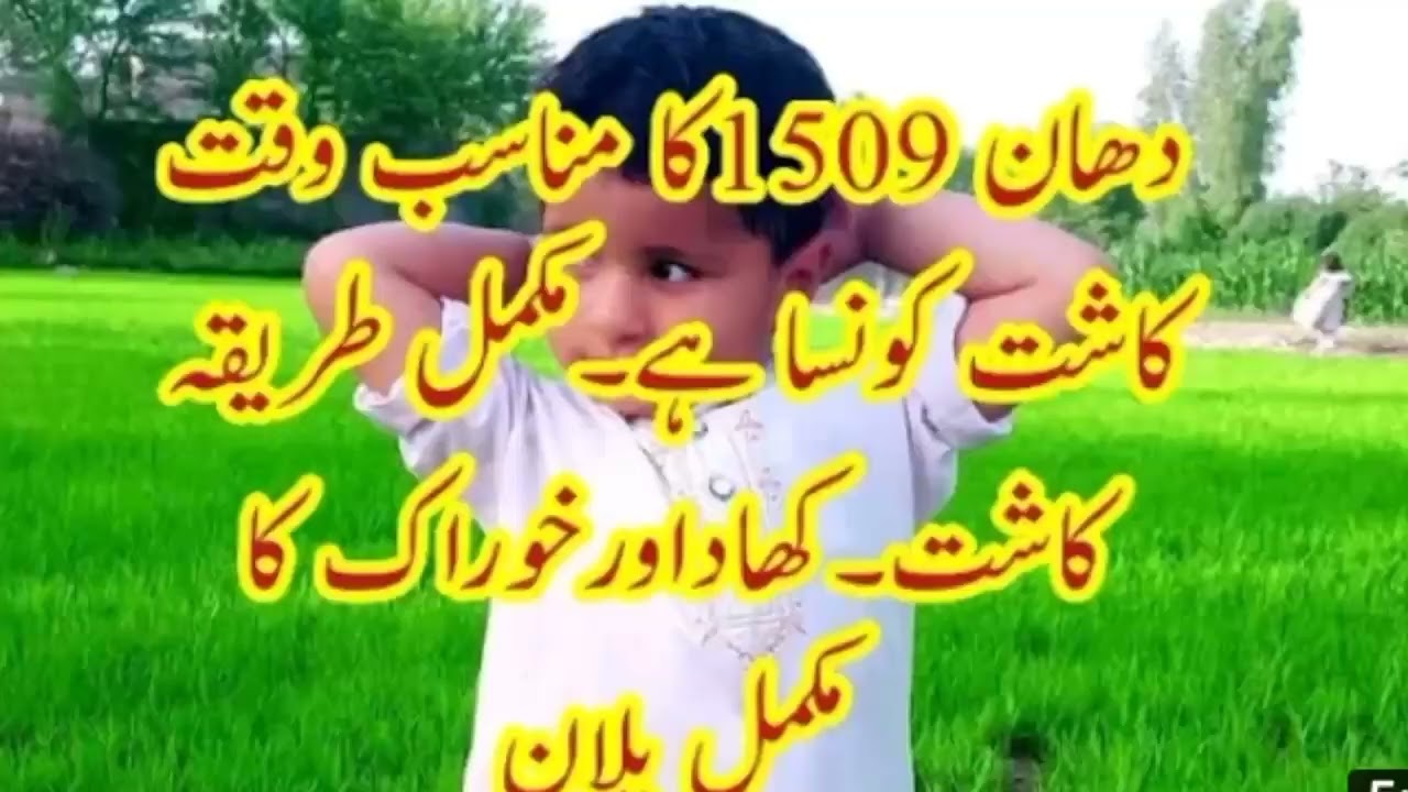 dhaan 1509 ki kaasht kb ki ja skti he or  iski paneeri kasht ka mukamal# dhaan1509dhaan