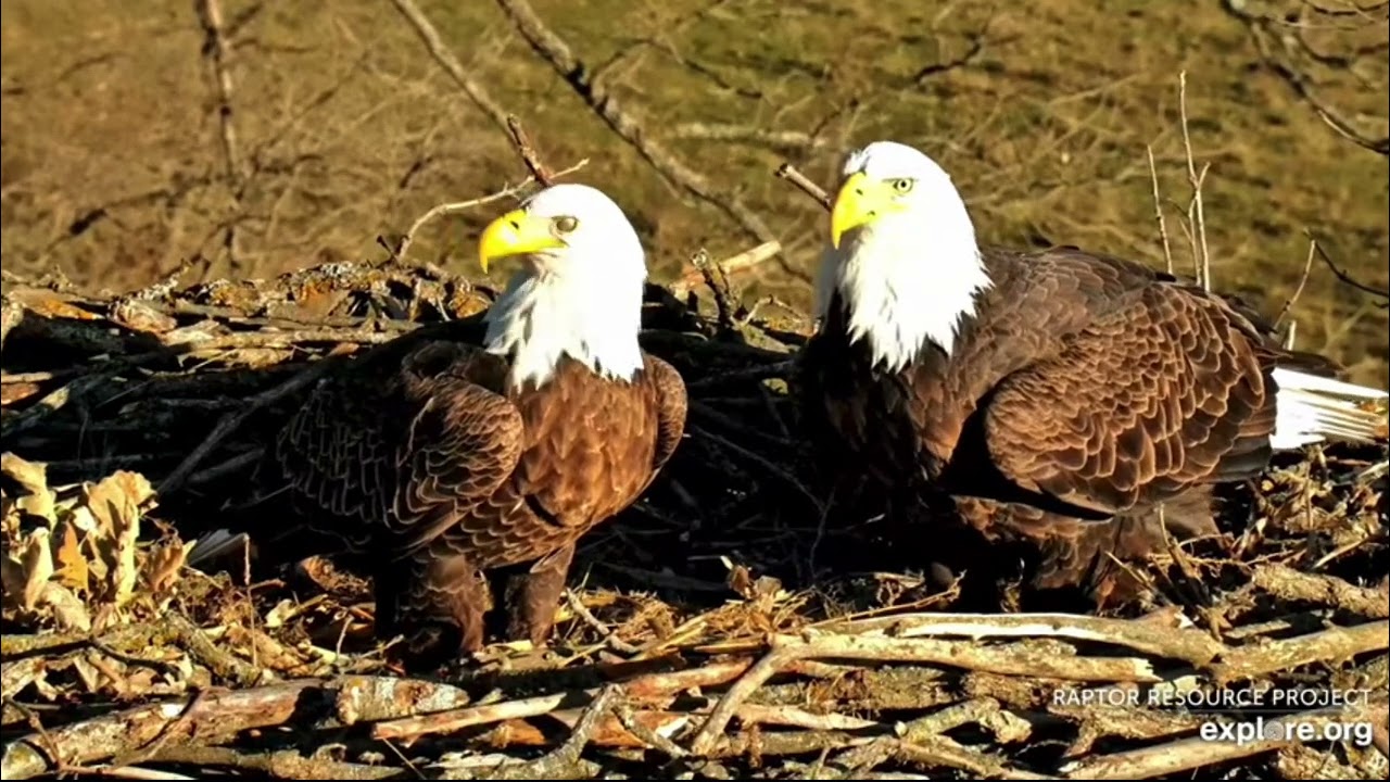 Decorah North Nest 12-7-23 Nestorations are ramping up! Nest fit check and scraping.