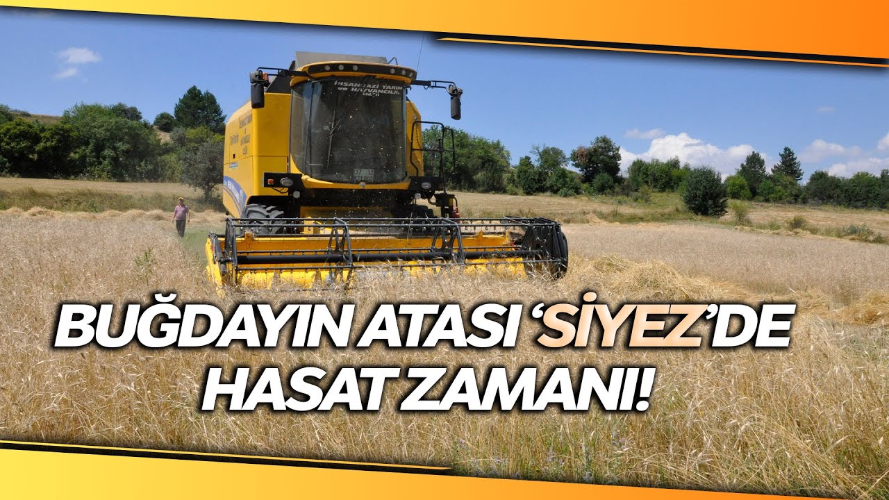 Geçmişi 10 Bin Yıl Öncesine Dayanıyor! Hitit Buğdayı Siyezin Hasat Zamanı