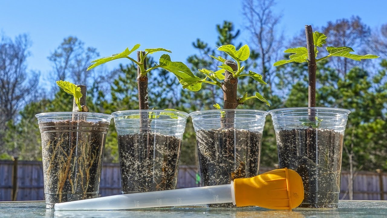 The BEST Guide For FERTILIZING FIG CUTTINGS - Why, When And How To