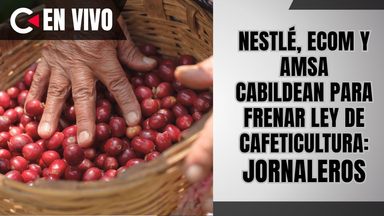 CONTRAL&Iacute;NEA EN VIVO | Nestl&eacute;, ECOM y AMSA cabildean para frenar Ley de Cafeticultura: jornaleros