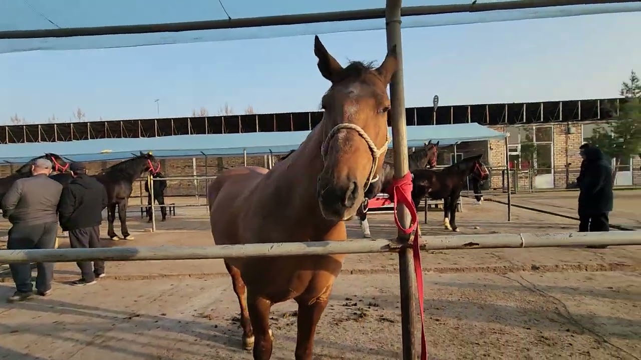 🇺🇿SHOʻRO🐎OT BOZORI💸NARH LARIDAN HABARINGIZ BORMI.??HECH QISI YOʻQ BIZGA MUROJAT QILING☎️94.699-40-40