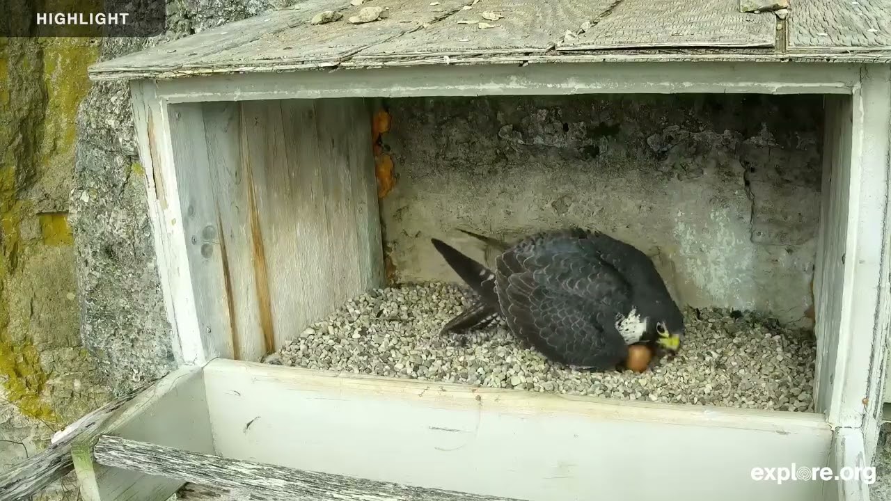 Great Spirit Bluff Falcons - Raptor Resource Project | 2025 Highlights