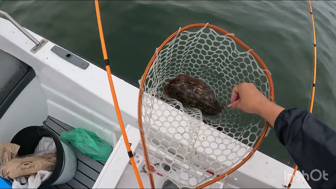 Manhã de pesca ao choco em Setúbal 🦑🦑