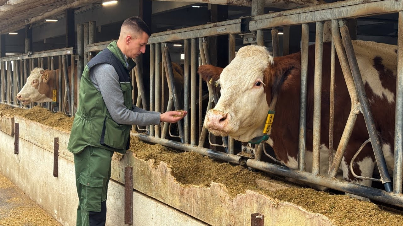 Nezaustavljiv rast farme iz Srednje Bosne, uskoro vrata otvara i sirana