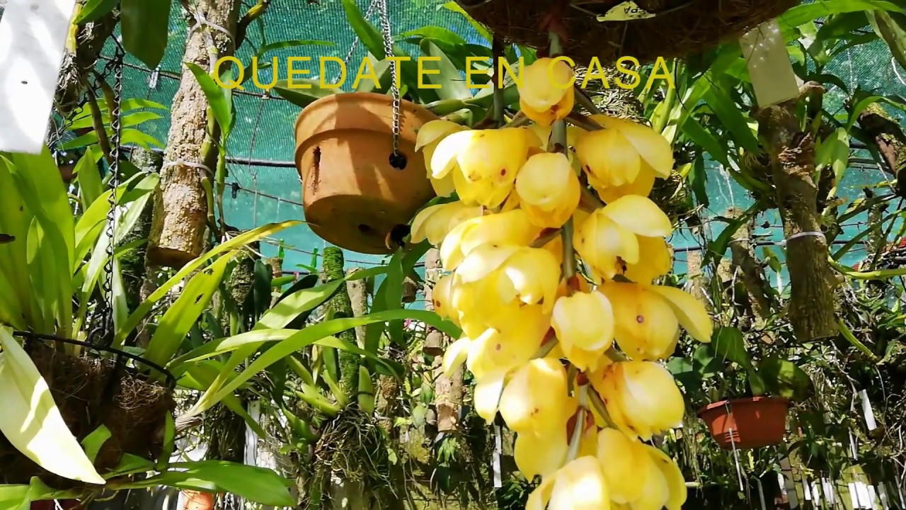 CONOCIENDO LAS ORQUÍDEAS ACINETAS