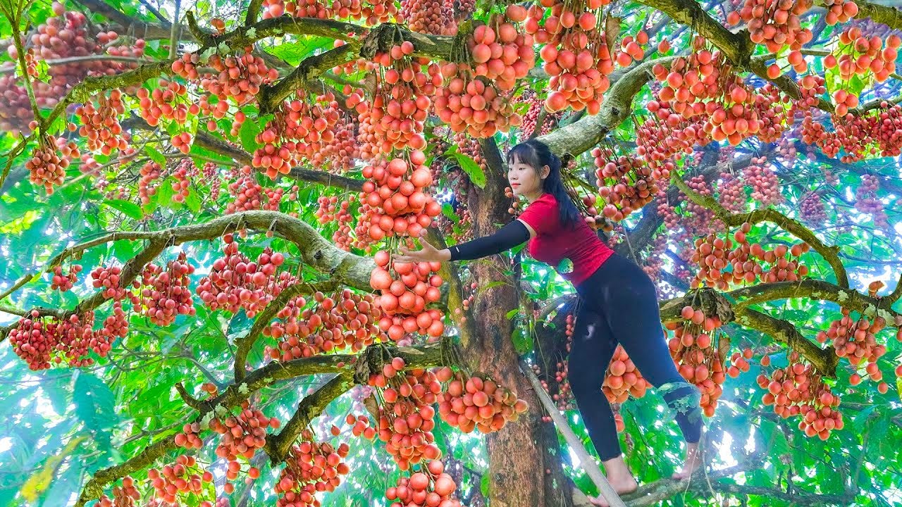 Harvesting Tons of Wild Red Rambai Fruit in the Forest to Sell at Village Market | Ly Hoai Van