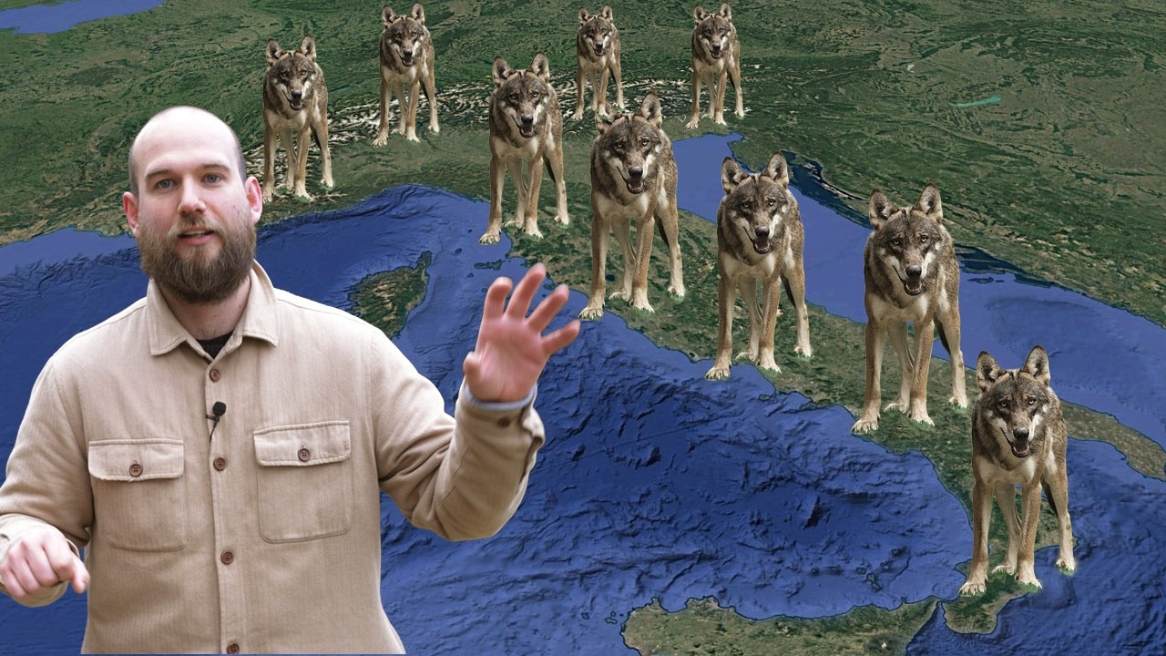 Sempre più Lupi in Italia. Perché?