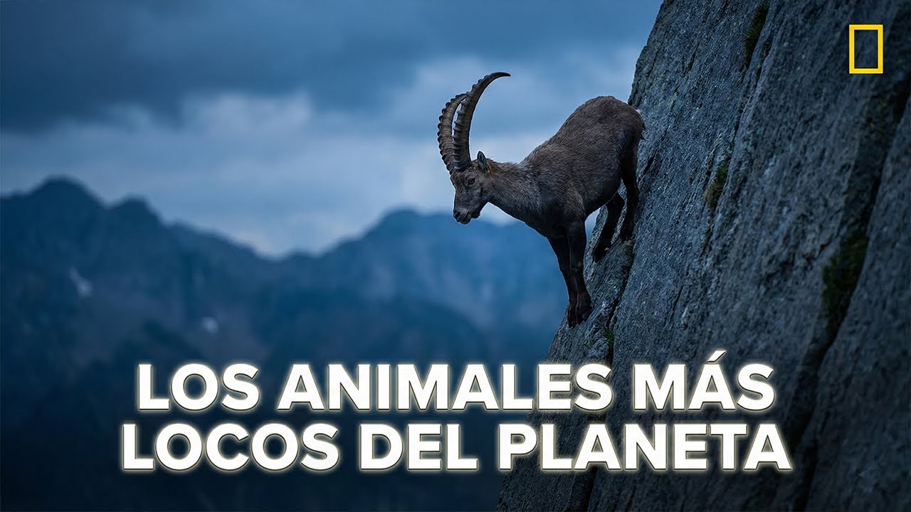 Cabras Escaladoras que DESAF&Iacute;AN TODO lo que Cre&iacute;as Posible