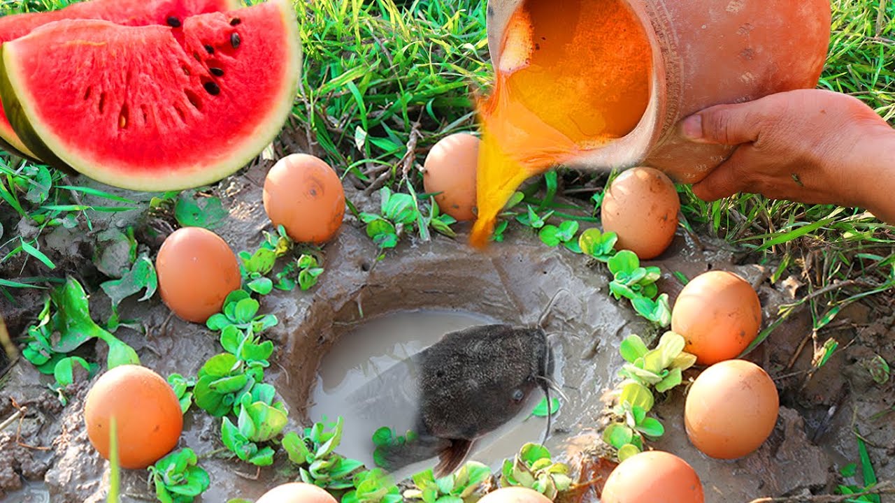 Catching a Catfish From Hole using Chicken egg / Unique Catching fish