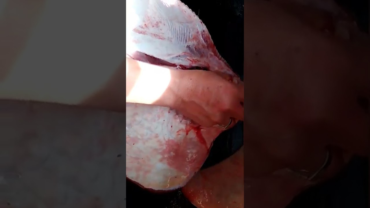 c&oacute;mo hacer filet de chucho paso por paso