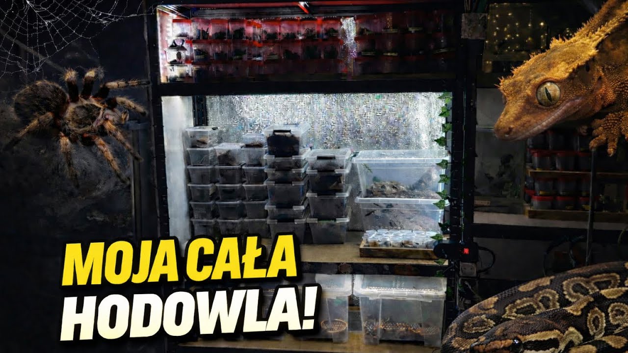 WITAM NA MOJEJ HODOWLI‼️‼️