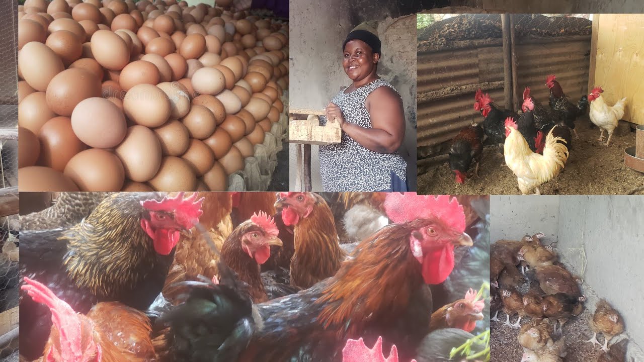 I Pay All Our Bills, Tuition For My Children From Poultry Farming. 