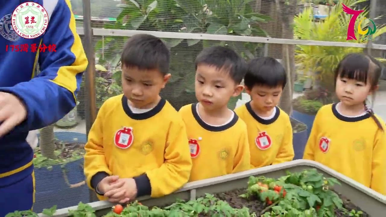菜農子弟學校幼稚園(175灣景分校)K3級到學校現代生物園體驗水培栽種 (附視頻)