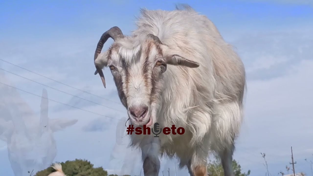 &Ccedil;far&euml; do t&euml; thot&euml; t&euml; jesh blegtor? -  @shqeto4263  